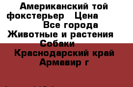 Американский той фокстерьер › Цена ­ 25 000 - Все города Животные и растения » Собаки   . Краснодарский край,Армавир г.